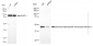 KD-Validated Anti-FDFT1 Mouse Monoclonal Antibody